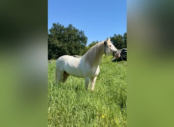 Lusitano Mix, Wałach, 5 lat, 160 cm, Cremello