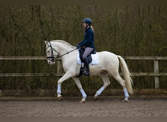 Lusitano, Wałach, 5 lat, 160 cm, Cremello