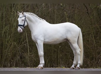 Lusitano, Wałach, 5 lat, 160 cm, Cremello