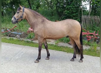 Lusitano, Wałach, 5 lat, 160 cm, Jelenia