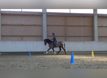 Lusitano, Wałach, 5 lat, 162 cm, Kasztanowatodereszowata