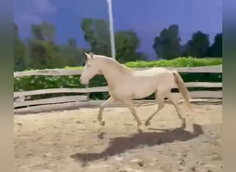 Lusitano Mix, Wałach, 5 lat, 168 cm, Cremello