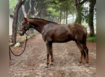 Lusitano, Wałach, 6 lat, 168 cm