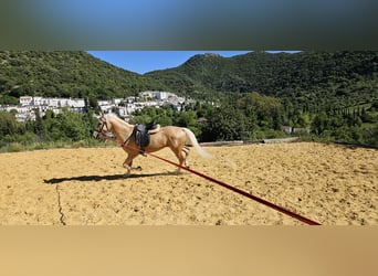 Lusitano Mix, Wałach, 7 lat, 152 cm, Bułana