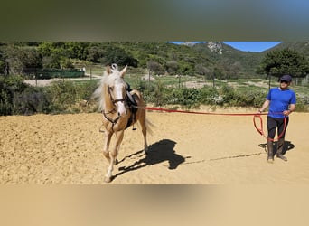 Lusitano Mix, Wałach, 7 lat, 152 cm, Bułana