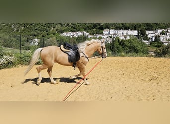 Lusitano Mix, Wałach, 7 lat, 152 cm, Bułana