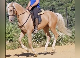 Lusitano Mix, Wałach, 7 lat, 152 cm, Bułana