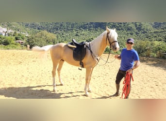 Lusitano Mix, Wałach, 7 lat, 152 cm, Bułana