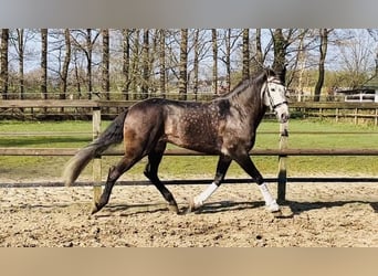 Lusitano, Wałach, 7 lat, 162 cm, Karosiwa