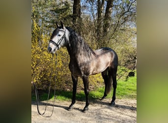 Lusitano, Wałach, 7 lat, 162 cm, Karosiwa