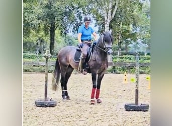 Lusitano, Wałach, 7 lat, 162 cm, Karosiwa