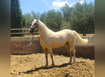 Lusitano, Wałach, 7 lat, 162 cm, Perłowa