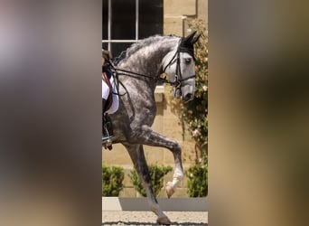 Lusitano, Wałach, 7 lat, 164 cm, Siwa jabłkowita