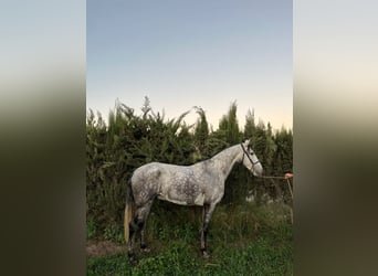 Lusitano, Wałach, 7 lat, 165 cm, Siwa