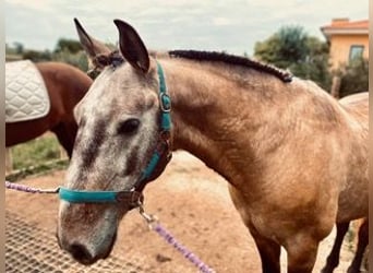 Lusitano, Wałach, 8 lat, 150 cm, Bułana