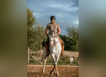 Lusitano Mix, Wałach, 8 lat, 160 cm, Siwa