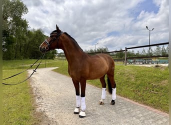Lusitano, Wałach, 8 lat, 163 cm, Gniada