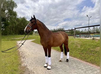 Lusitano, Wałach, 8 lat, 163 cm, Gniada
