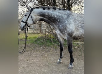 Lusitano, Wałach, 8 lat, 164 cm, Siwa