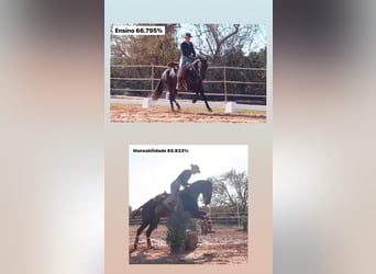 Lusitano, Wałach, 9 lat, 161 cm