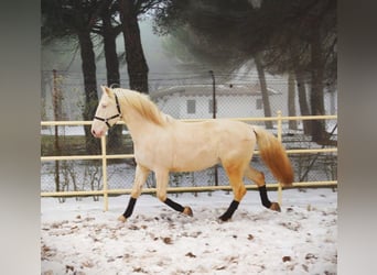 Lusitanohäst, Hingst, 10 år, 161 cm, Perlino