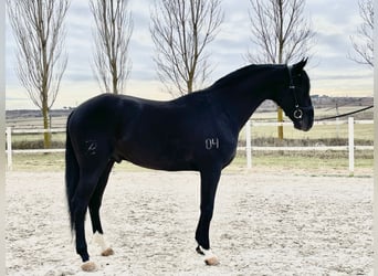 Lusitanohäst, Hingst, 10 år, 165 cm, Svart