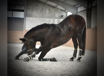 Lusitanohäst, Hingst, 10 år, 166 cm, Mörkbrun