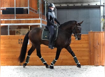 Lusitanohäst, Hingst, 10 år, 166 cm, Mörkbrun