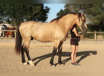 Lusitanohäst, Hingst, 11 år, 168 cm, Gulbrun