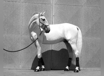 Lusitanohäst, Hingst, 13 år, 162 cm, Vit