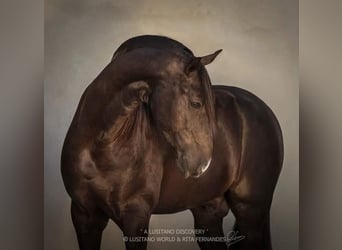 Lusitanohäst, Hingst, 13 år, Svart