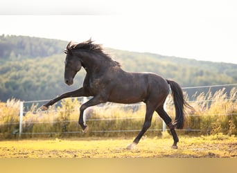 Lusitanohäst, Hingst, 14 år, 156 cm, Svart