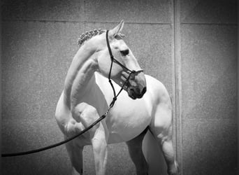 Lusitanohäst, Hingst, 14 år, 162 cm, Vit
