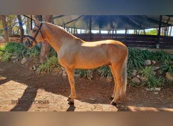 Lusitanohäst, Hingst, 14 år, 163 cm, Palomino