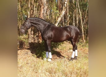 Lusitanohäst, Hingst, 14 år, 164 cm, Svart