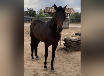 Lusitanohäst, Hingst, 15 år, 156 cm, Mörkbrun