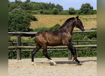 Lusitanohäst, Hingst, 1 år, 162 cm, Black