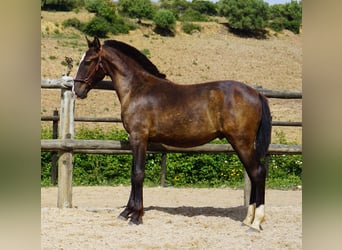 Lusitanohäst, Hingst, 1 år, 162 cm, Black