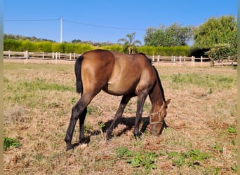 Lusitanohäst, Hingst, 1 år, 162 cm, fux