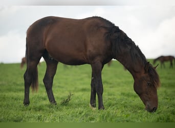 Lusitanohäst, Hingst, 1 år, 163 cm, Brun
