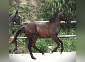 Lusitanohäst, Hingst, 1 år, 165 cm, Svart