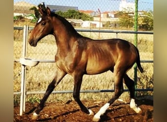 Lusitanohäst, Hingst, 1 år, Mörkbrun