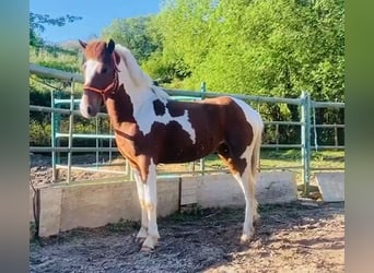 Lusitanohäst, Hingst, 2 år, 143 cm, Pinto