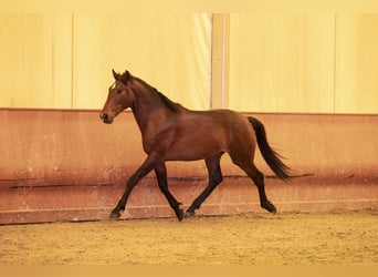Lusitanohäst, Hingst, 2 år, 146 cm, Brun