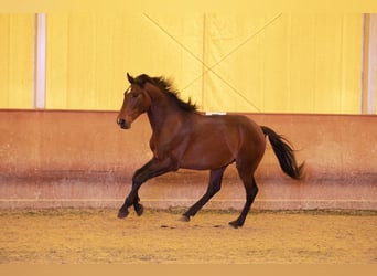 Lusitanohäst, Hingst, 2 år, 146 cm, Brun