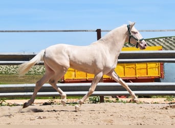 Lusitanohäst, Hingst, 2 år, 152 cm, Cremello