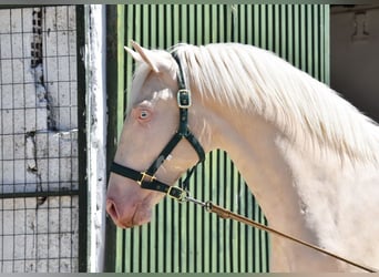 Lusitanohäst, Hingst, 2 år, 152 cm, Cremello