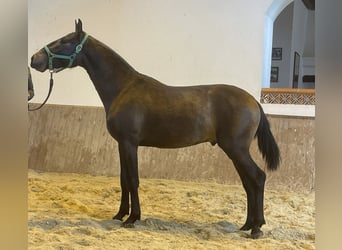 Lusitanohäst, Hingst, 2 år, 156 cm, Mörkbrun