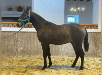 Lusitanohäst, Hingst, 2 år, 156 cm, Mörkbrun
