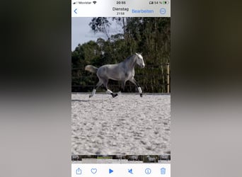 Lusitanohäst, Hingst, 2 år, 160 cm, Grå